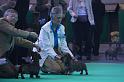 Crufts_dachshunds 143